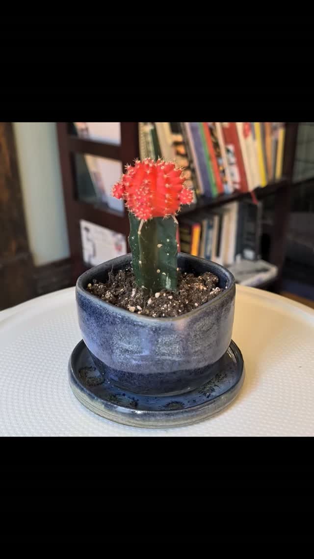 Ceramics by Noisy Penguin Pottery